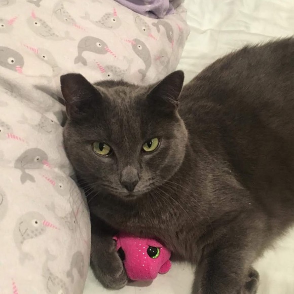kittycatz937
